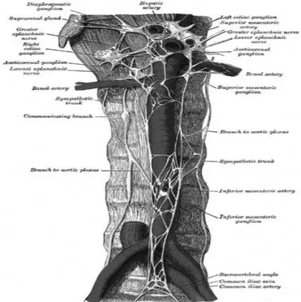 Figure 4 : Rapports anatomiques : aorte abdominale et chaine sympathique. 