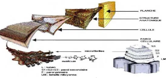 Figure Ll:  Structure de bois avec des  observations multi-échelles  (Benziman et  al