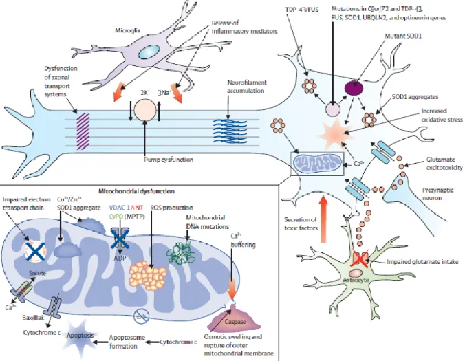 Figure 2 : Hypothèses physiopathologiques actuelles (ROS : dérivés réactifs de l’oxygène)