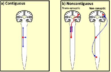 Figure 5 : Mécanismes de propagation : par contiguïté (à gauche), ou sans contiguïté (à droite)