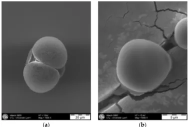 Figure 3. Representative SEM photography of polyamide microparticles obtained (experiment 6)