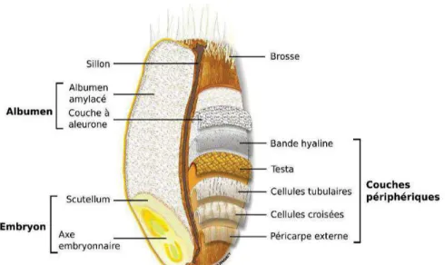 Figure 4 : Schéma détaillé de la structure du grain de blé (Bonnot 2016) 