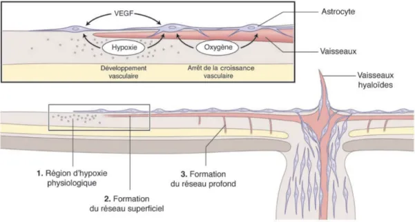 Figure 1 : Représentation schématique du rôle de l’oxygène et des astrocytes dans le  développement du réseau vasculaire rétinien