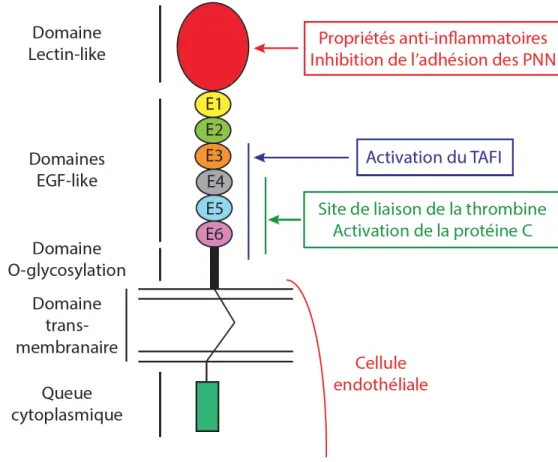 Figure 15 : Structure et fonctions de la thrombomoduline (TM) (d’après Ikezoe et al. [188])