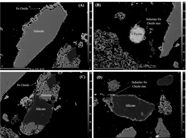 Figure 8. SEM images showing (A) siderite coated by Fe oxides, (B) pyrite coated by siderite and Fe  oxides, and (C) and (D) silicates coated by Fe oxides and siderite