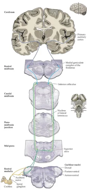 Figure 11 : Schéma des principales voies  auditives. (Extrait de Neurosciences, 5 ème