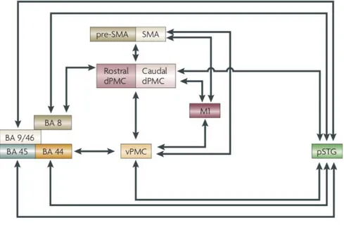 Figure 13 : Réseau neuronal impliqué dans le couplage auditivo-moteur cortical. 