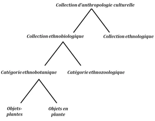 Figure 3. Schéma représentant l’arborescence des collections d’anthropologie culturelle du  MNHN 