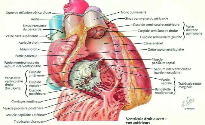 Figure 1. Planche schématique anatomique extraite du Netter(16) : vue antérieure ouverte du  ventricule droit