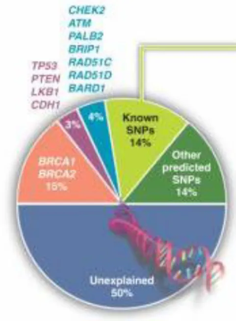 Figure 8 : Pourcentage estimé de la contribution de mutations à haute pénétrance (BRCA, TP53, CDH1, LKB1,  PTEN, PALB2) et à pénétrance modérée (ex CHEK2, ATM)