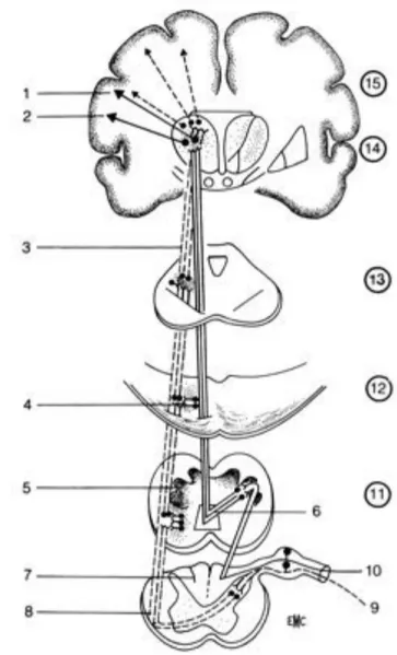 Fig 2. Organisation anatomo-fonctionnelle simplifiée des voies de la sensibilité 99