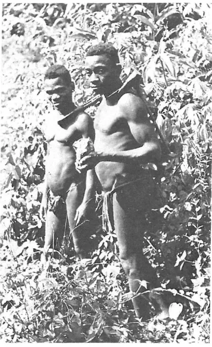 FIG. 5. - C'est avec des armes tranchantes de ce type que les Pygmées de la forêt centrafricaine sectionnent les tendons des Eléphants endormis