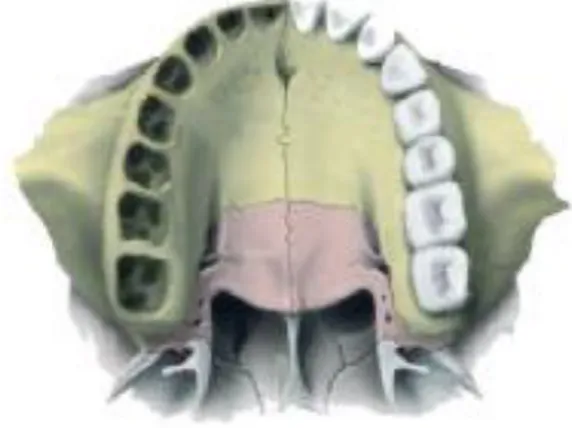 Figure 1 : Le palais osseux 