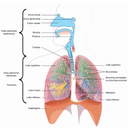 Figure 1 : Appareil ventilatoire 