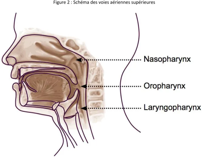 Figure 2 : Schéma des voies aériennes supérieures 