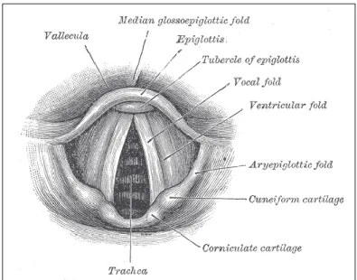 FIGURE 2.4: ANATOMICAL DIAGRAM OF THE VOCAL FOLDS OR CORDS (SOURCE: VOCAL  FOLDS. 2016, AUGUST 24