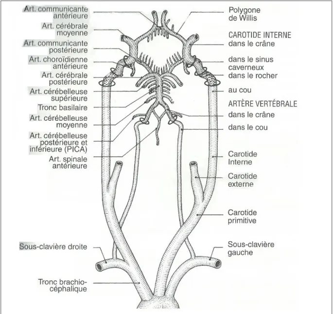 Figure 4. Diagramme des artères du cerveau: les quatre grands axes. (6)