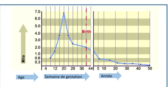 Figure 1 : Le graphique montre l'évolution en fonction de l'âge, dès la période de  développement  intra-utérin,  du  nombre  total  d'ovocytes  par  ovaire,  d’après  http://www.embryology.ch/francais/cgametogen/oogenese03.html