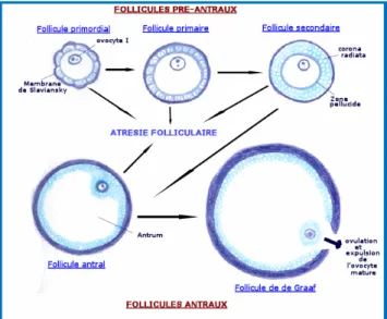 Figure  2 :  Développement  folliculaire.  http://www.natisens.com/fonction-de-