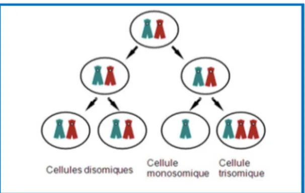 Figure 6 : Mécanisme de formation d’une mosaïque, d’après :  Université Médicale Virtuelle  Francophone  cours  de  génétique :  Types,  fréquences  et  mécanismes  de  formation  des  anomalies  chromosomiques Collège National des Enseignants et Praticien
