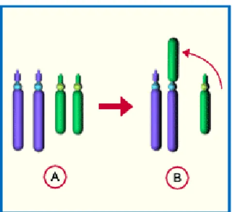 Figure 11 : A structure chromosomique sans particularité B translocation robertsonnienne  d’après :  Université  Médicale  Virtuelle  Francophone  cours  de  génétique :  Types,  fréquences  et  mécanismes de formation des anomalies chromosomiques Collège 