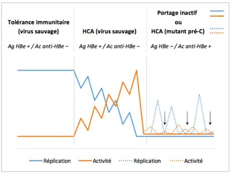 Figure   5   :   Evolution   schématique   de   la   réplication   virale   et   de   l’activité   de   l’hépatite   B   chronique   selon   les    différentes   phases   de   la   maladie   