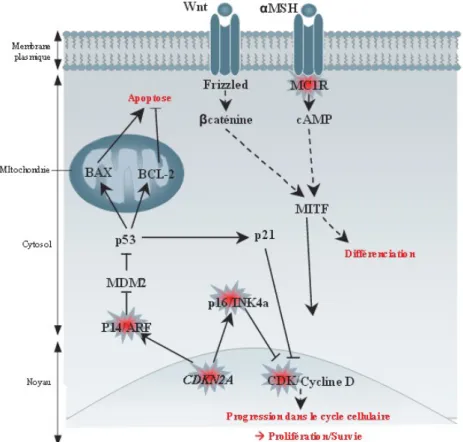 Illustration 9 : Les voies de signalisations impliquées dans les mélanomes familiaux (130)