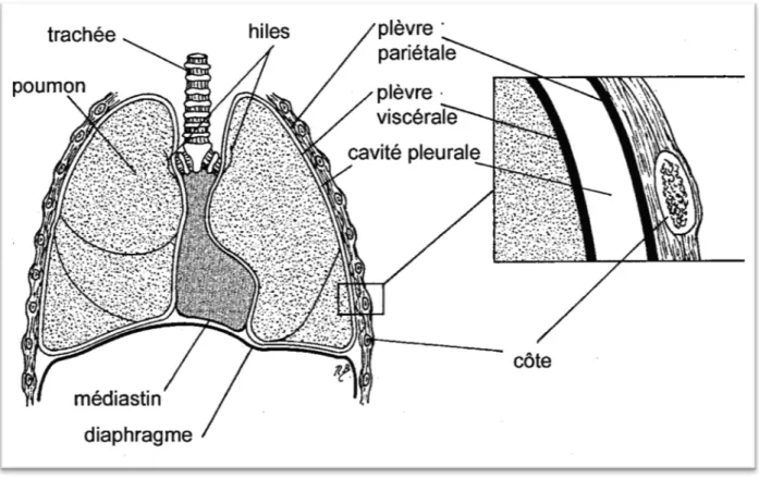Figure 2. Illustration anatomique de la plèvre et de la cavité pleurale.   Source:  Charalampidis C, Youroukou A, Lazaridis G,  Baka S, Mpoukovinas I, Karavasilis V, et al