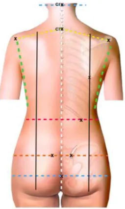 Figure 1 : Repères du dos 