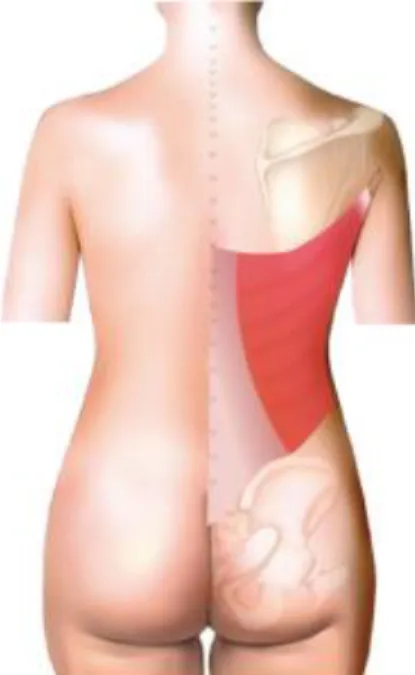 Figure 4 :  muscle grand dorsal 