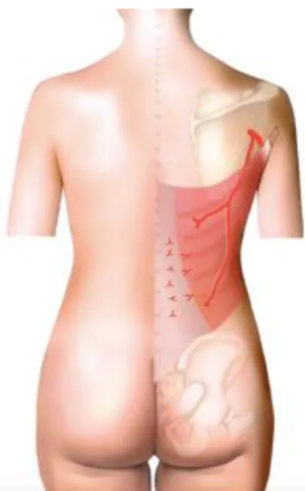 Figure 5 :  vascularisation du muscle grand dorsal 