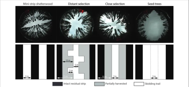 FIGURE 2 | Spatial patterns of studied treatments in hemispheric photographs and diagrams at the ground level