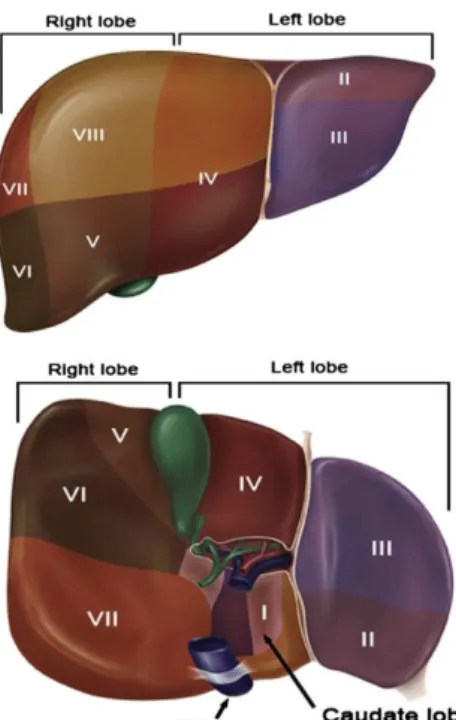 Figure 4 : Anatomie de la segmentation hépatique  Source : Abdel-Misih SR. Surg Clin North Am