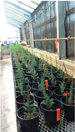 Fig. 1. Randomized distribution of 130 potted black spruce seedlings on the greenhouse bench