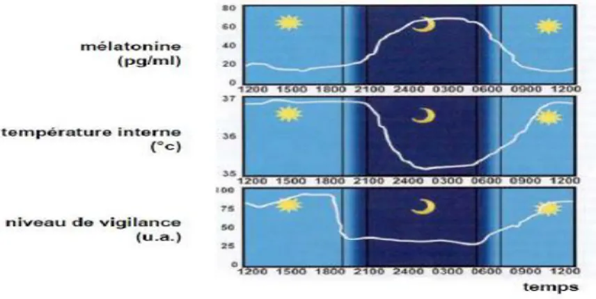 Figure 6 : Evolutions circadiennes des taux de mélatonine, de la température corporelle et du  niveau de vigilance (S