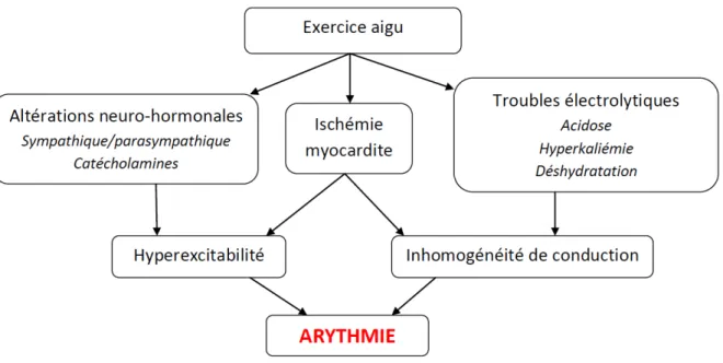 Figure 1 : Mécanisme d’apparition de l’arythmie lors d’un exercice aigu 