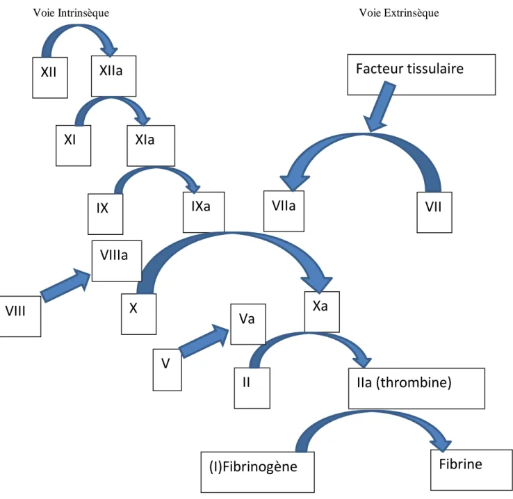 Figure 1 : physiologie simplifiée de la coagulation XII XIIa XI XIa IX IXa X Xa VIIa  VII II  IIa (thrombine)  Facteur tissulaire (I)Fibrinogène  Fibrine V VIII Va VIIIa 