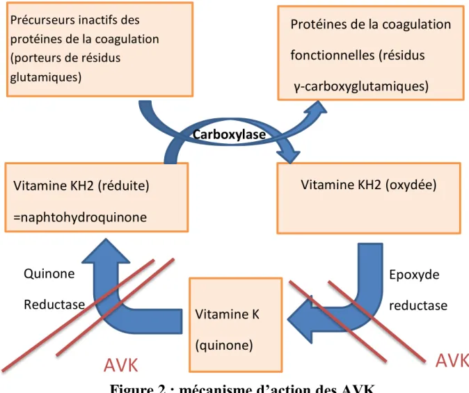 Figure 2 : mécanisme d’action des AVK