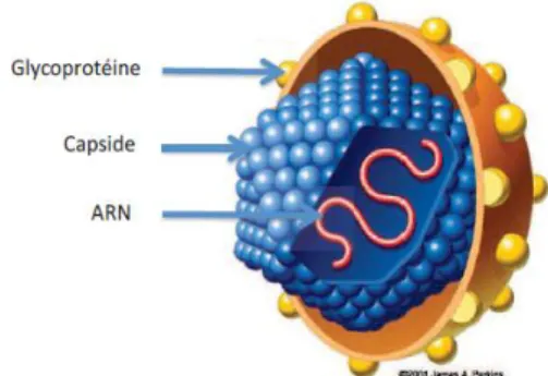 Fig. 1 : structure du VHC 