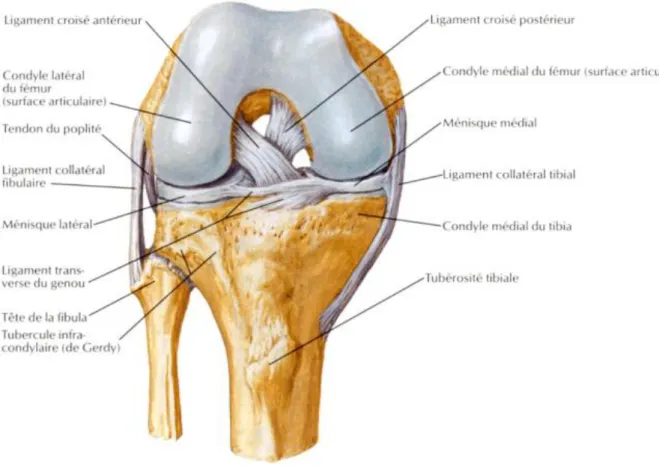 Figure 1a : genou droit de face en flexion vue antérieure: structures ligamentaires et  méniscales