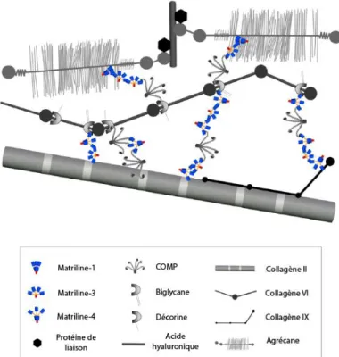 Figure 8 : Rôle des matrilines dans la formation du réseau matriciel du cartilage (Klatt et al., 2010)  
