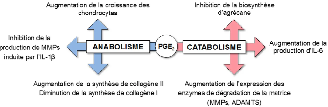 Figure 9 : Effets anaboliques et cataboliques du PGE 2  sur les composants du cartilage articulaire  (Goldring &amp; Berenbaum, 2004; Haversath et al., 2012) 