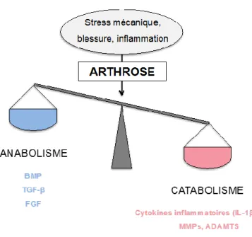 Figure  11 :  Déséquilibre  entre  processus  anaboliques  et  processus  cataboliques  impliqué  dans  l’arthrose