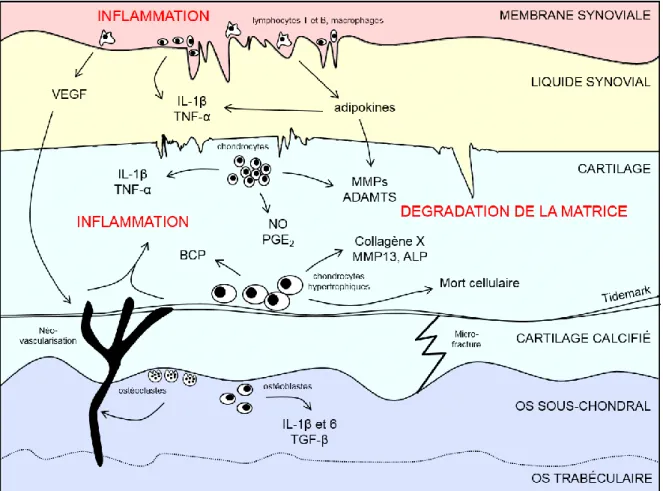 Figure 12 : Schéma récapitulatif de la physiopathogénie de l’arthrose. Lors d’une situation de stress  mécanique, le métabolisme des chondrocytes est modifié en faveur de la libération de cytokines et  médiateurs pro-inflammatoires (IL-1β, TNF-α, NO, PGE 2