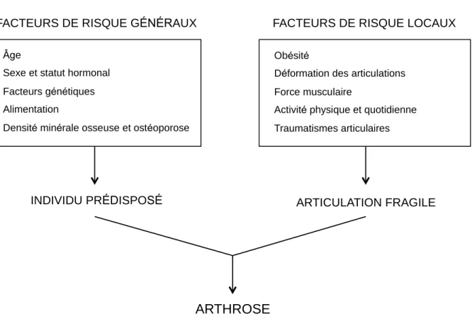 Figure  13 :  Facteurs  de  risques  prédisposant  au  développement  de  la  gonarthrose  (Johnson  &amp; 