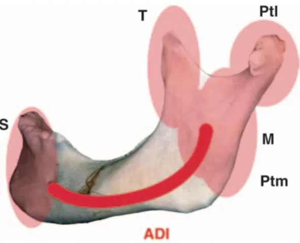 Figure 3 : Vascularisation mandibulaire 
