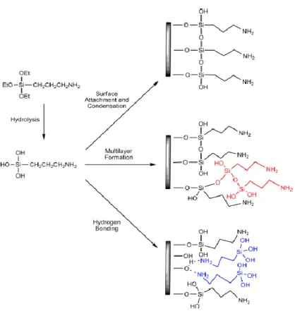 Figure 2. 1 The scheme for different bonding modes of SAM with APTES [12] 