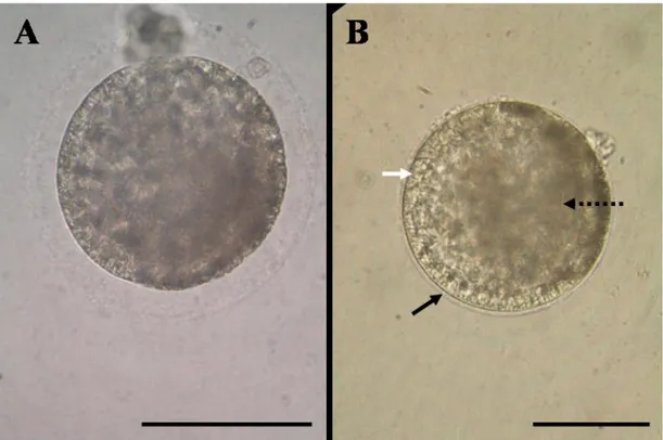 Figure  2 :  Morphologie  typique  des  embryons  équins  parthénogénétiques. 