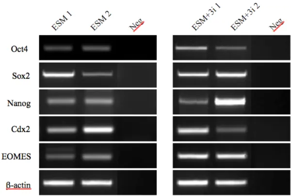 Figure  4 :  Analyse  par  RT-PCR  de  marqueurs  associés  à  la  pluripotence  et  à  la  différenciation des cellules eES-like