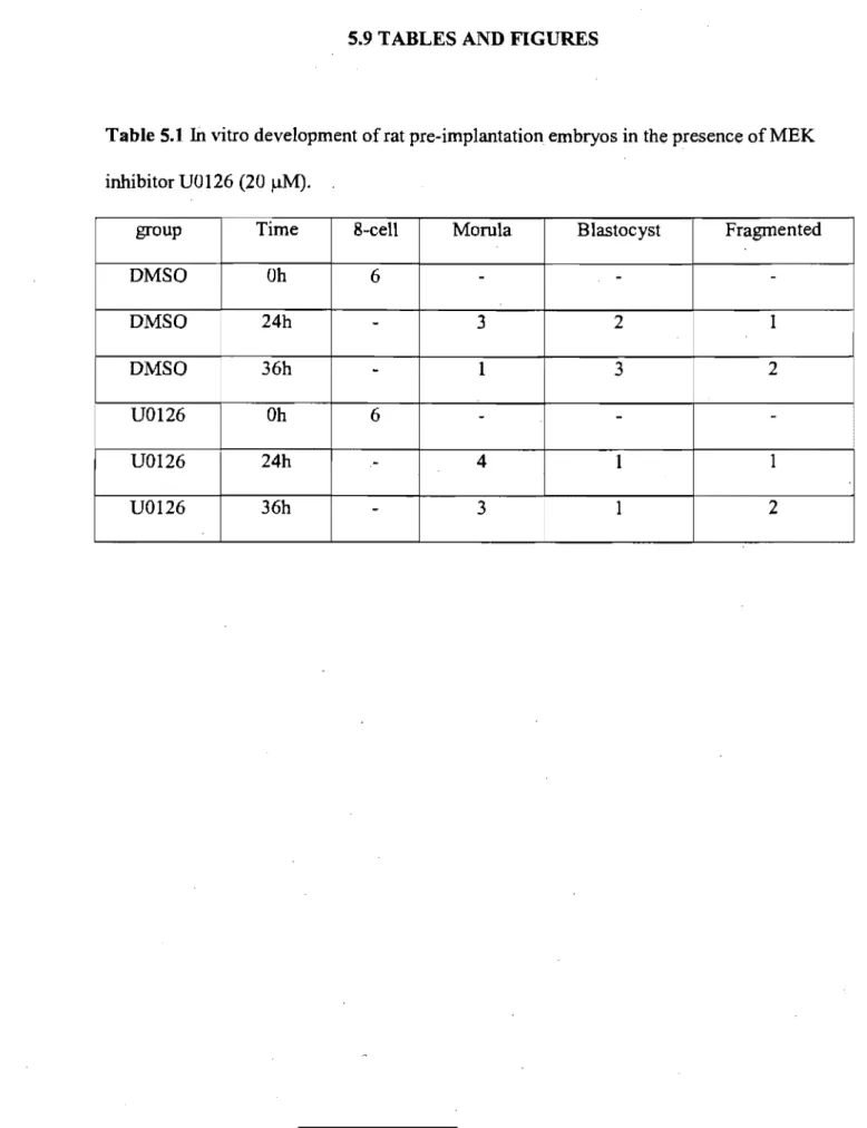Table 5.1  In  vitro development of rat pre-implantation embryos in the presence ofMEK  inhibitor U0126 (20 )lM)